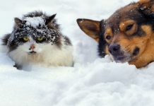 Prvo sneženje v gorah, možnost snega tudi na Notranjskem in Kočevskem: Kaj prinaša dramatičen preobrat?