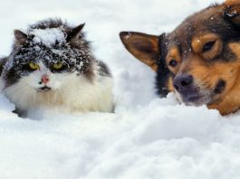 Ciklon prinaša zimski kaos na Balkan: kje grozi do 50 cm snega in kaj to pomeni za Slovenijo