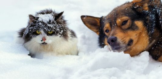 Kaj prinaša vreme? V četrtek možno celo sneženje do nižin