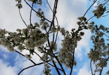 Zanimivo: Drugi največji pridelek češenj po osamosvojitvi Slovenije je bil lansko leto