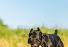 Pasji parki v Ljubljani