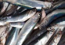 Nevarna uporaba inčunov!