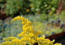 Kako se znebiti nadležnega plevela, kanadske in orjaške zlate rozge?