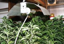 V Medvodah policisti zasegli 165 sadik konoplje