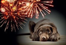 Stop petardam! Pokažimo, da imamo radi živali in nam je mar