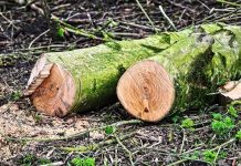 Delovna nesreča: Deblo stisnilo 24-letnika