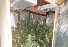 Ljubljanski policisti 30-letniku zasegli več kot 40 sadik konoplje