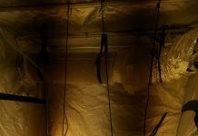 Policisti odkrili laboratorij s konopljo