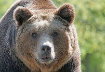 Napad medveda: Moškega z zlomljeno roko, poškodovanimi rebri in ranami po hrbtu odpeljali v bolnišnico