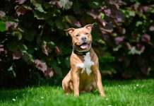 Pozor! Ne hranite svojega ljubljenčka s to hrano