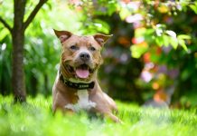 Kako zaščititi živali pred vročinskim valom: Ključni nasveti za poletje