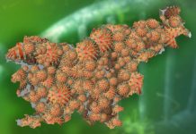 Znani so podatki o novih okužbah. Na intenzivni negi že skoraj 300 oseb