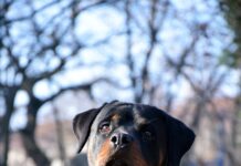 Neuradno: Znani rezultati obdukcije in usoda psa