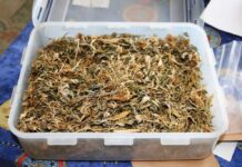 Hišna preiskava: Toliko droge je posedoval 44-letnik