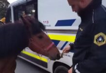 (Foto) Konj se je sprehajal kar po cesti: Policija išče lastnika