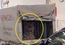 (Video) Žalosten prizor na trajektu za Hvar: V majhni prikolici prevažal tigra