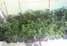 Policisti 35-letniku zasegli kar 351 sadik konoplje in naboje