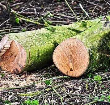 Gozdar Mirko prejel 130.000 evrov in dosmrtno rentno izplačilo