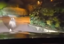 (Video) Grozljivo: Namenoma ga je zbil in to objavil na spletu