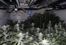 (Foto) Grosuplje: Policisti pri 33-letniku zasegli skoraj 300 sadik konoplje