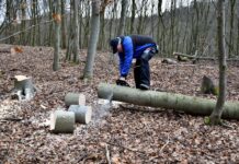 Pozor! Na tem delu Ljubljane bo danes potekala sečnja dreves