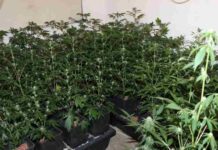 Policisti pri 35-letniku našli več kot 600 sadik konoplje, osumljen je tudi kraje električne energije