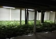 (Foto) Policisti pri 25-letniku zasegli 35 sadik konoplje