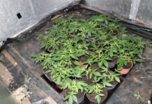 Prepovedana droga: Vse to so policisti našli pri 55-letniku