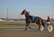 S hipodroma pobegnil konj s kočijo in poškodoval tri vozila