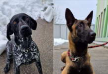 Policista Pope in Ran iščeta nov dom