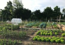 V Ljubljani se začne tečaj biodinamike