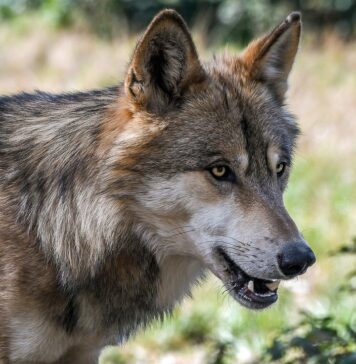 Volk v Ljubljani: Nepovabljen gost ali naravni obiskovalec? #video