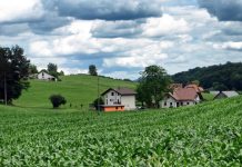 Modrikasti jezik ogroža slovensko kmetijstvo: SDS zahteva ukrepanje