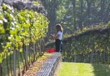 Dan odprtih vrat v Grajskem vinogradu