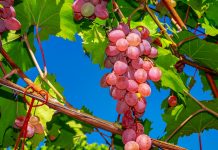 Vlada naj sprejme ustrezne ukrepe za ohranitev vinogradniških površin in tradicije vinarstva v Sloveniji