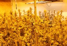 Zasegli več kot 450 sadik prepovedane konoplje in priprli 50-letnika iz Ljubljane