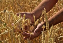 Napad evropskih institucij na evropskega kmeta s sklicevanjem na varstvo okolja se mora končati