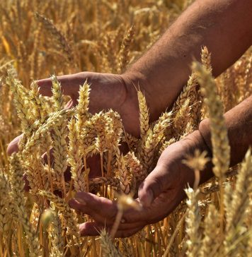 KGZS opozarja na kritično pomanjkanje gnojil: slovenska pridelava hrane pred resnim tveganjem