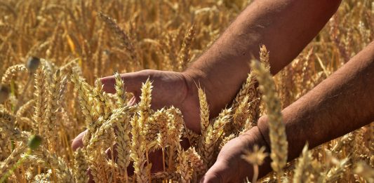 KGZS opozarja na kritično pomanjkanje gnojil: slovenska pridelava hrane pred resnim tveganjem