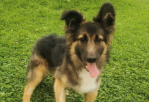 Svetovni dan psov – se vidimo v Zavetišču Ljubljana