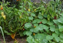 Zaključno predavanje in delavnica za vrtičkarje na Grbi