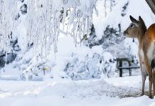 Živalski vrt je znova odprl vrata