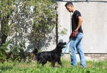 Pritisk je pomagal, prispevki za pse odpadejo!