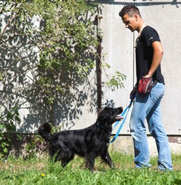 Pritisk je pomagal, prispevki za pse odpadejo!