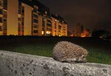 Fotografski natečaj Narava v Ljubljani ponoči