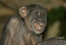 Mojce, ki nas je zabavala vrsto let, ni več