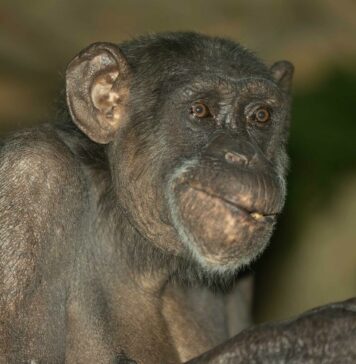 Mojce, ki nas je zabavala vrsto let, ni več