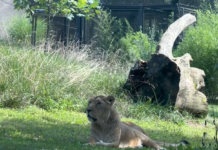 Azijska levinja Čaja je po smrti Maksimusa dobila družbo