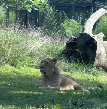 Azijska levinja Čaja je po smrti Maksimusa dobila družbo