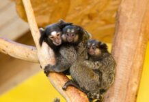 Prenova živalskega vrta Ljubljana: Kaj prinaša obsežen načrt? #video